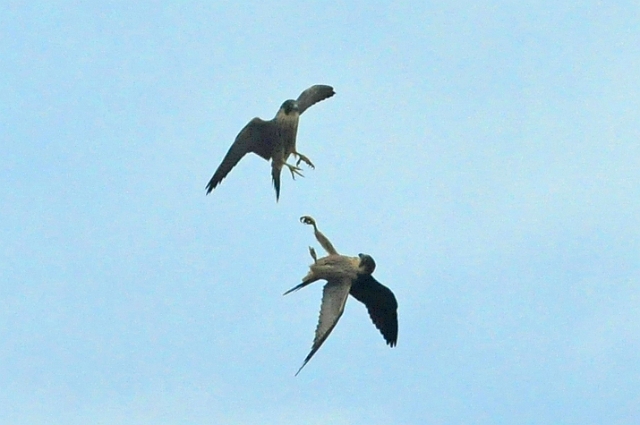 18 06 13_3916_edited-1.jpg - THE LANSDOWNE CENTRE & SUCCESSFUL RELEASE OF PEREGRINE CHICK - 18.6.13 - NOT TOO SURE WHAT IS GOING ON HERE